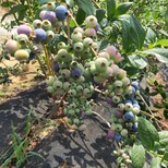 火花蓝莓苗品种介绍瑞卡蓝莓苗高产技术图片3