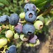 晚蓝蓝莓苗莱克西蓝莓苗品种丰富