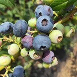 火花蓝莓苗品种介绍瑞卡蓝莓苗高产技术图片2