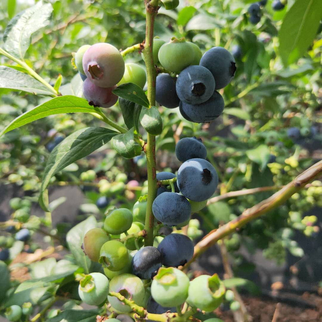 组培南高丛蓝莓苗报价、晚蓝蓝莓苗生长环境