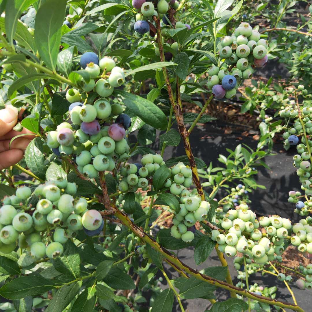 伊丽莎白蓝莓苗剪修管理 莱克西蓝莓苗详细介绍