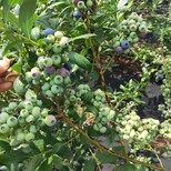 火花蓝莓苗品种介绍瑞卡蓝莓苗高产技术图片0