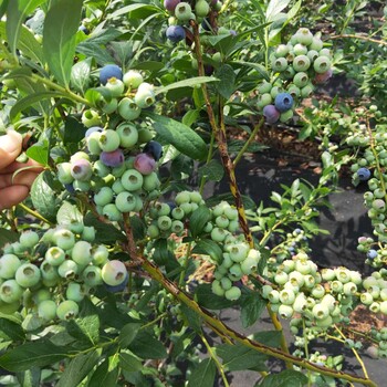 布里吉塔蓝莓苗自产自销艾克塔蓝莓苗种植指导