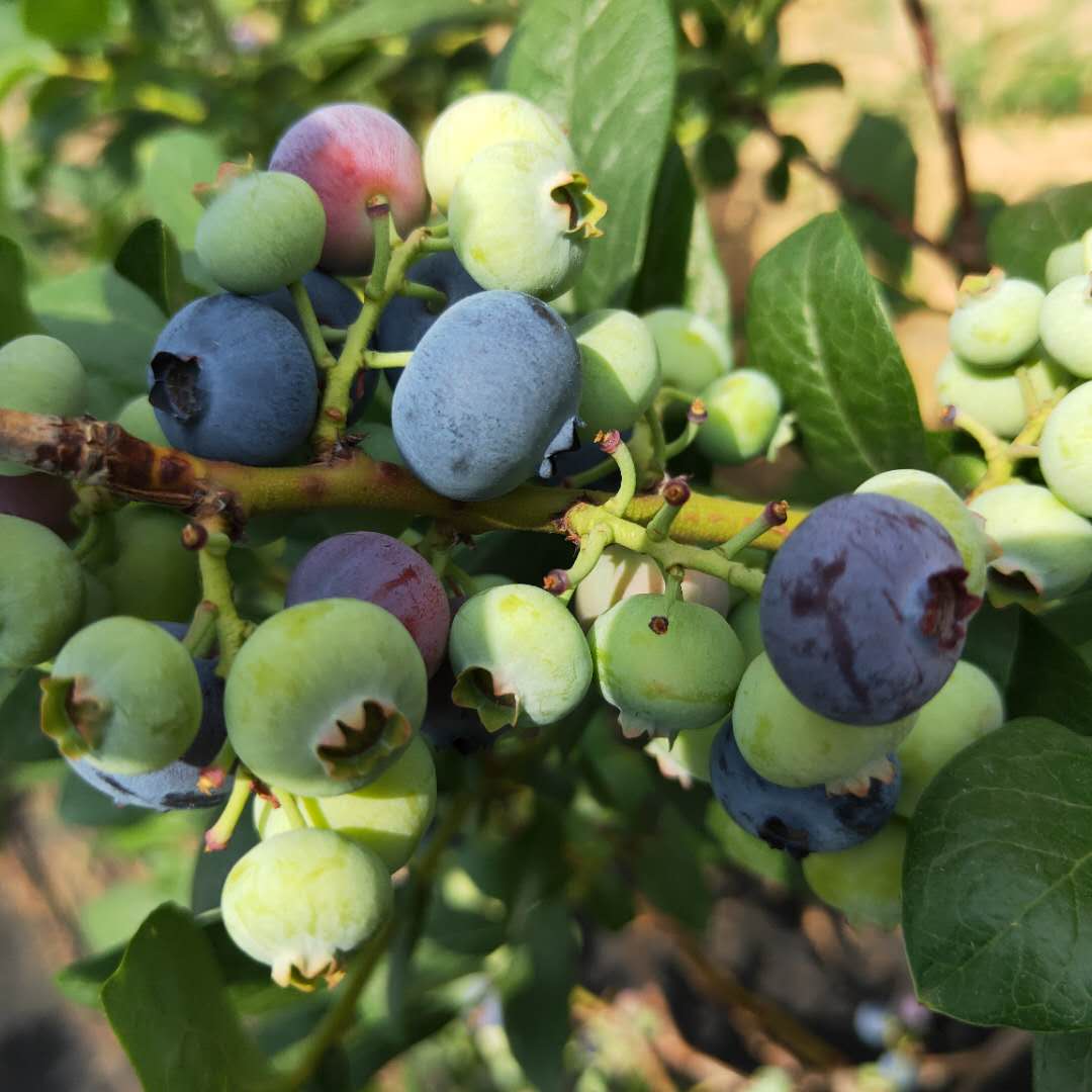 达柔蓝莓苗免费提供种植技术，蓝莓苗基地欢迎你