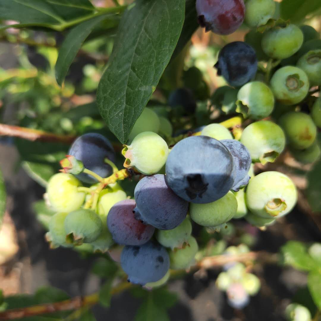 布莱登蓝莓苗种植技术要点。鑫奥农业欢迎你