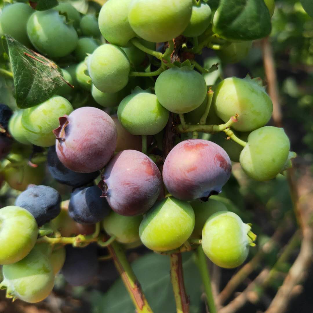 蓝莓苗价格、美登蓝莓苗种植技术要点