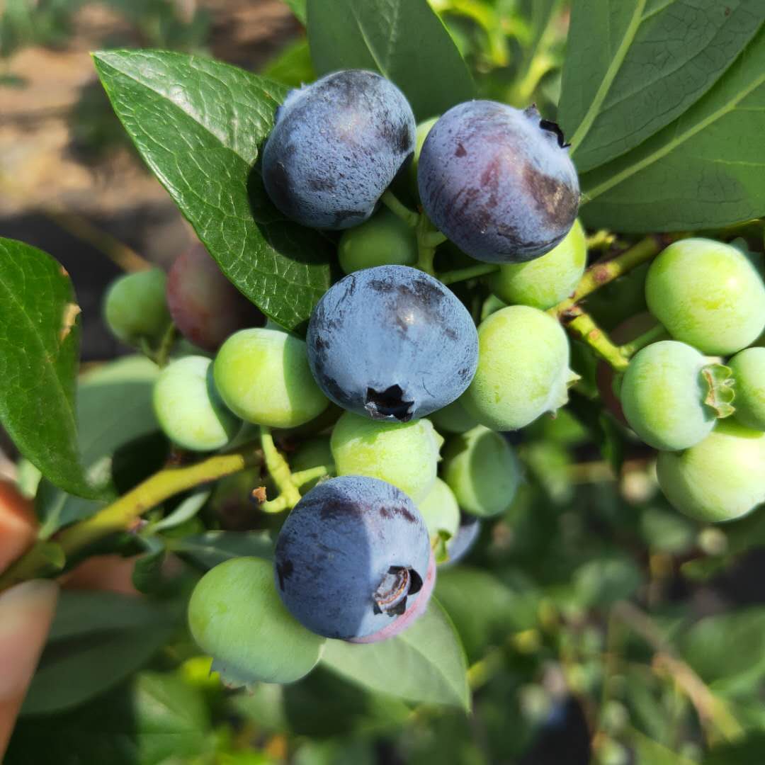 塞拉蓝莓苗种植介绍 兔眼蓝莓苗栽培技术