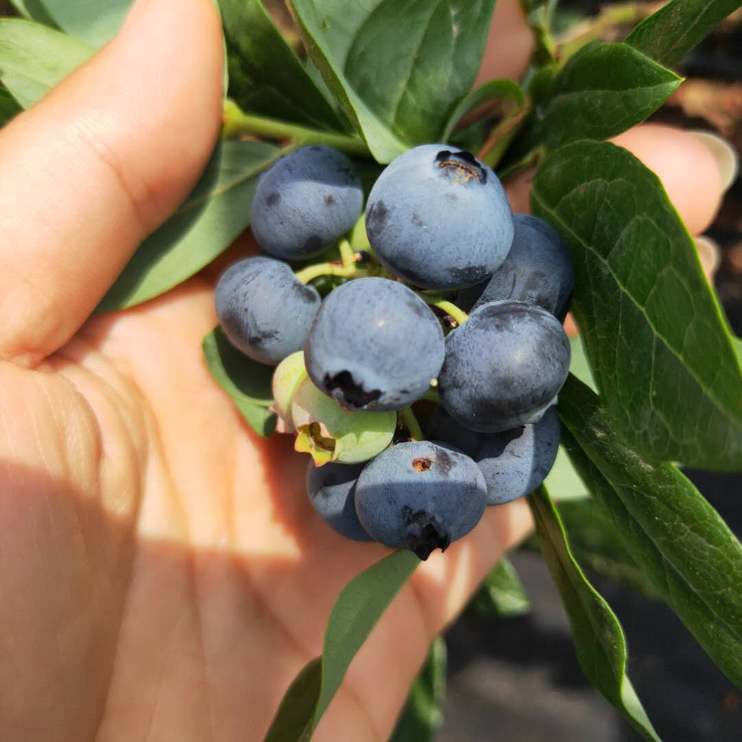 斯巴坦蓝莓苗自产自销 春高蓝莓苗全国发货