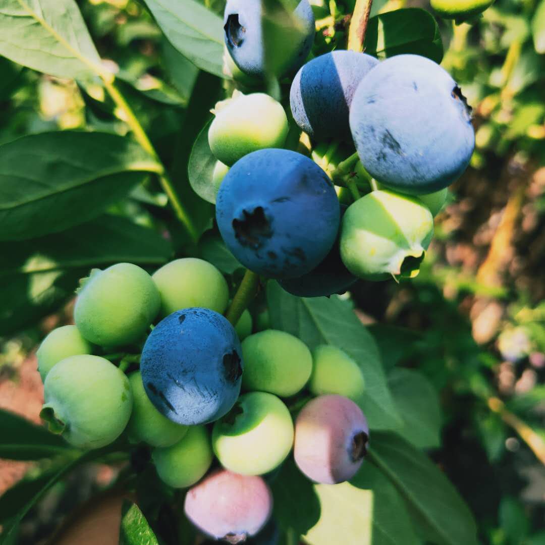 迪克西蓝莓苗随时发货 卡拉蓝莓苗适应性强
