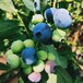晚蓝蓝莓苗绿宝石蓝莓苗供应