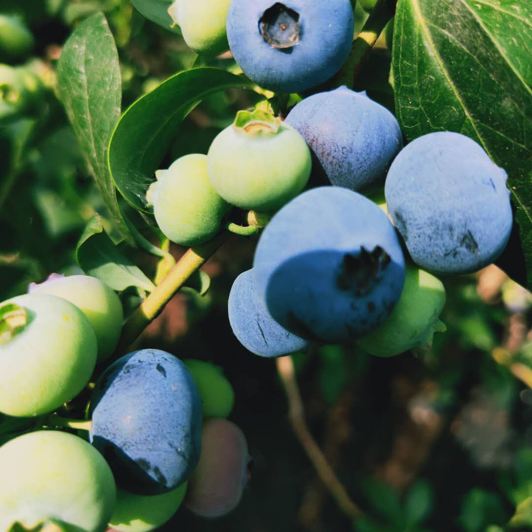 火花蓝莓苗品种介绍 瑞卡蓝莓苗高产技术