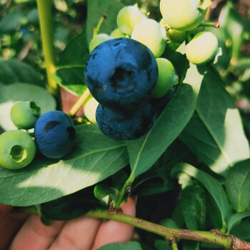 斯巴坦蓝莓苗品种莱克西蓝莓苗全国发货
