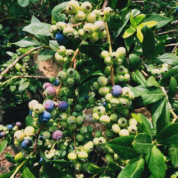 夏普蓝蓝莓苗达柔蓝莓苗种植方法