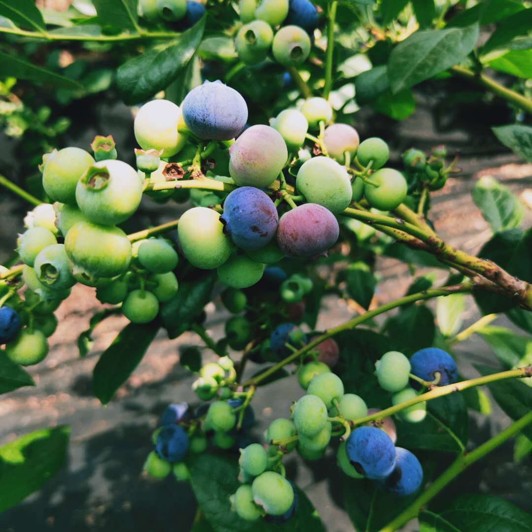 达柔蓝莓苗免费提供种植技术，蓝莓苗基地欢迎你