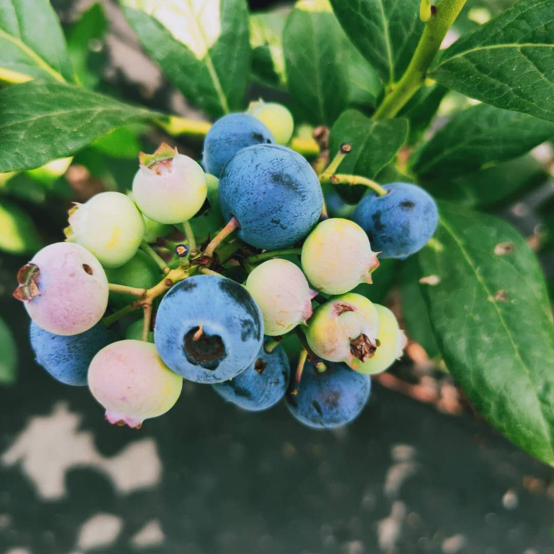 北空蓝莓苗管理介绍，蓝莓苗基地欢迎你