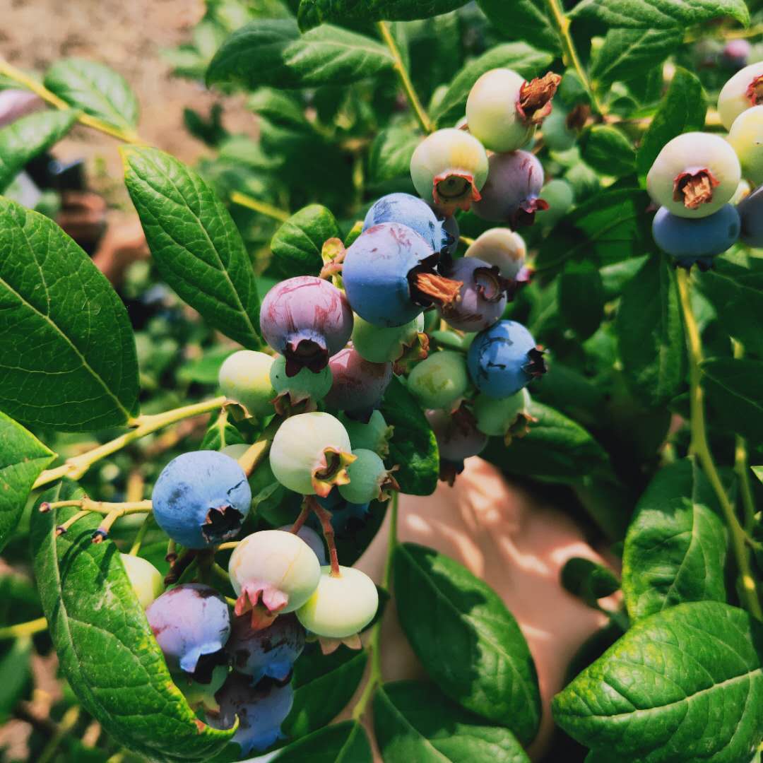 布莱登蓝莓苗批发价格，蓝莓苗基地欢迎你