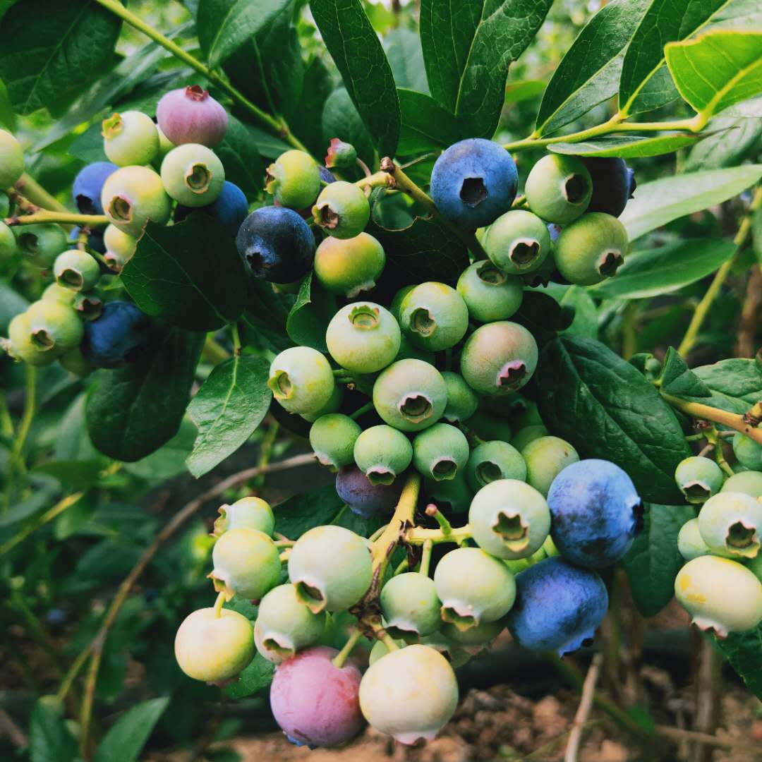 布莱登蓝莓苗种植技术要点。鑫奥农业欢迎你