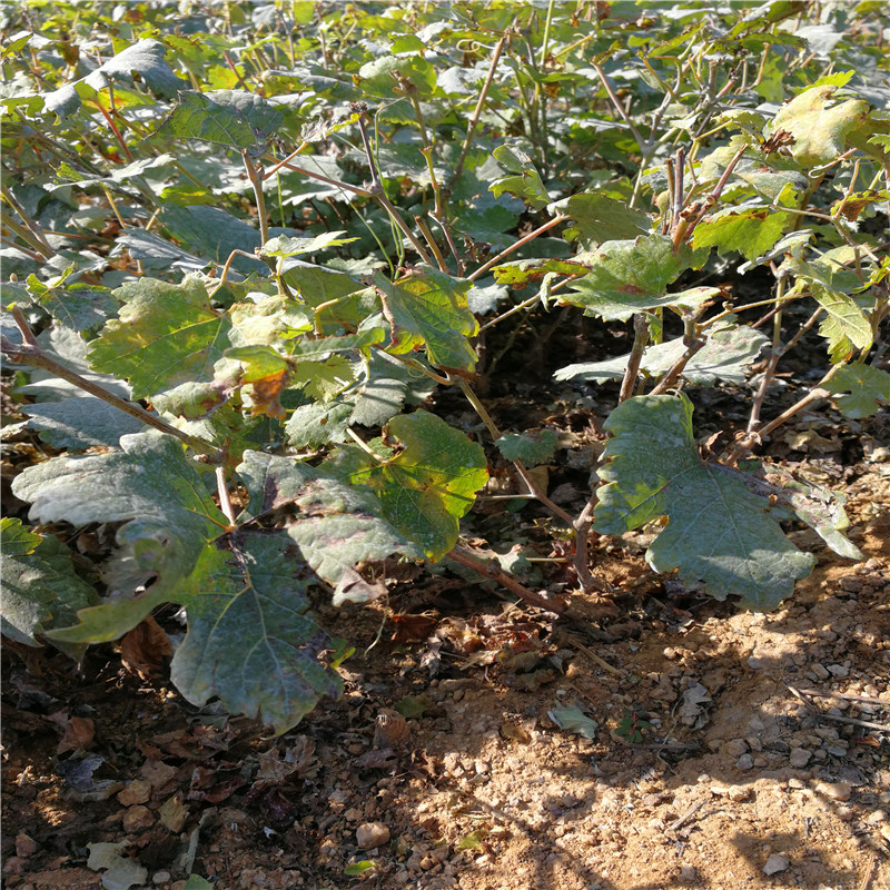 基地出售黑芭拉蒂葡萄树苗 克瑞森无核葡萄树苗选购须知