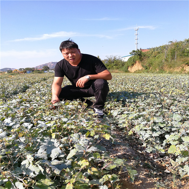 基地出售维纳斯葡萄树苗 户太八号葡萄树苗易成活