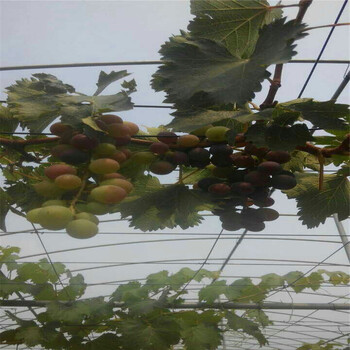基地出售醉金香葡萄樹苗戶太十號(hào)葡萄樹苗培育介紹