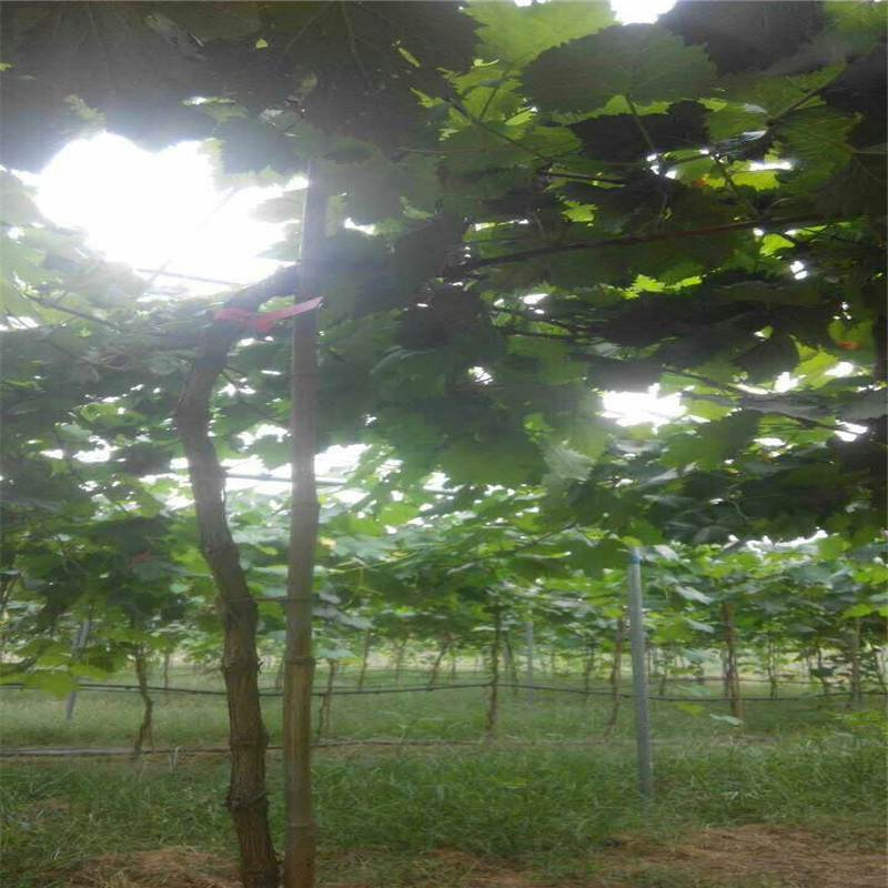 基地出售金星無(wú)核葡萄樹(shù)苗 紅提葡萄樹(shù)苗價(jià)格合理