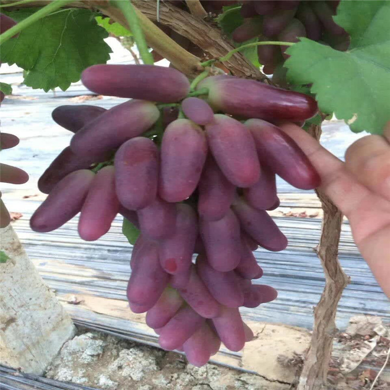 基地出售黑芭拉蒂葡萄树苗 克瑞森无核葡萄树苗选购须知