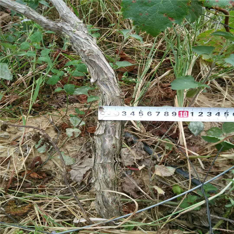 六月紫葡萄樹苗鑫奧出售、巨玫瑰葡萄樹苗供應(yīng)商