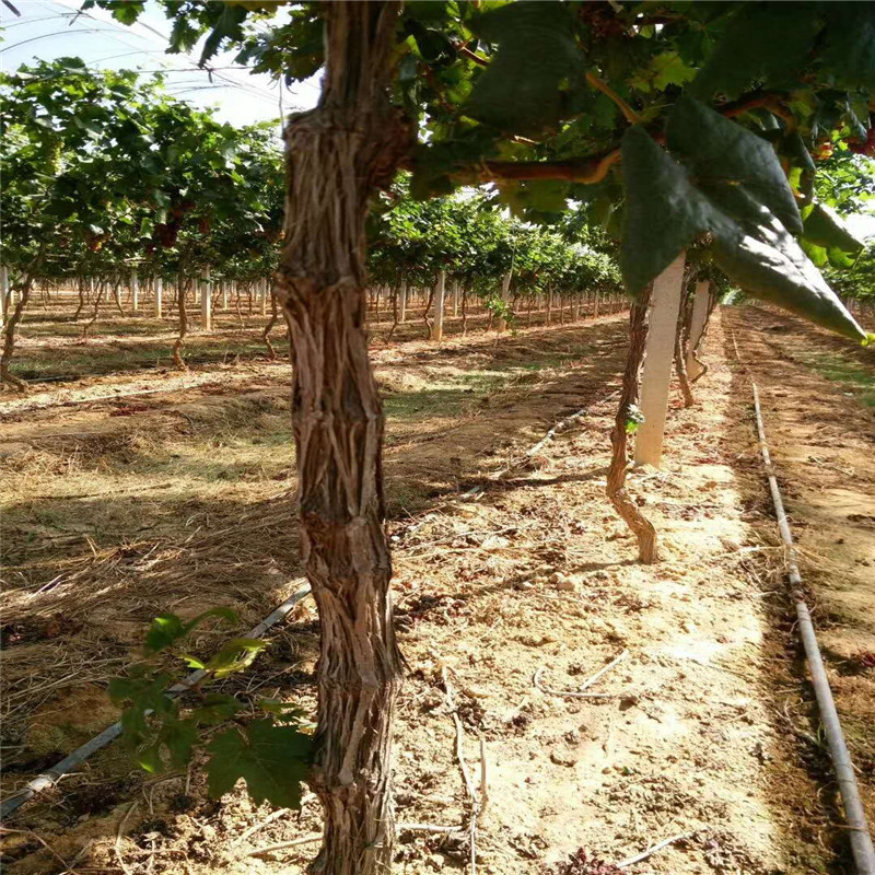 临夏夏黑葡萄树苗价格红宝石无核葡萄树苗免费提供种植技术