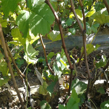 美人指葡萄樹苗種植技術(shù)/葡萄苗根系好易成活