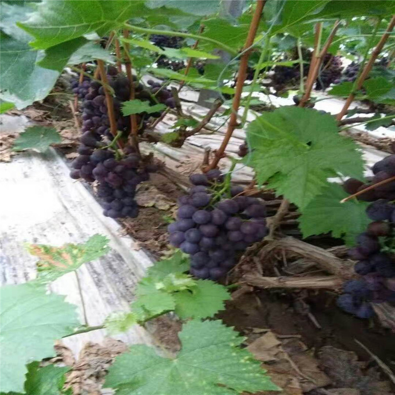 基地出售蜜汁葡萄树苗 红太阳葡萄树苗种植方法