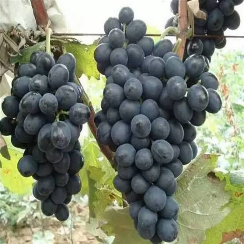 基地出售藤稔葡萄樹苗 奧迪亞無核葡萄樹苗水肥管理