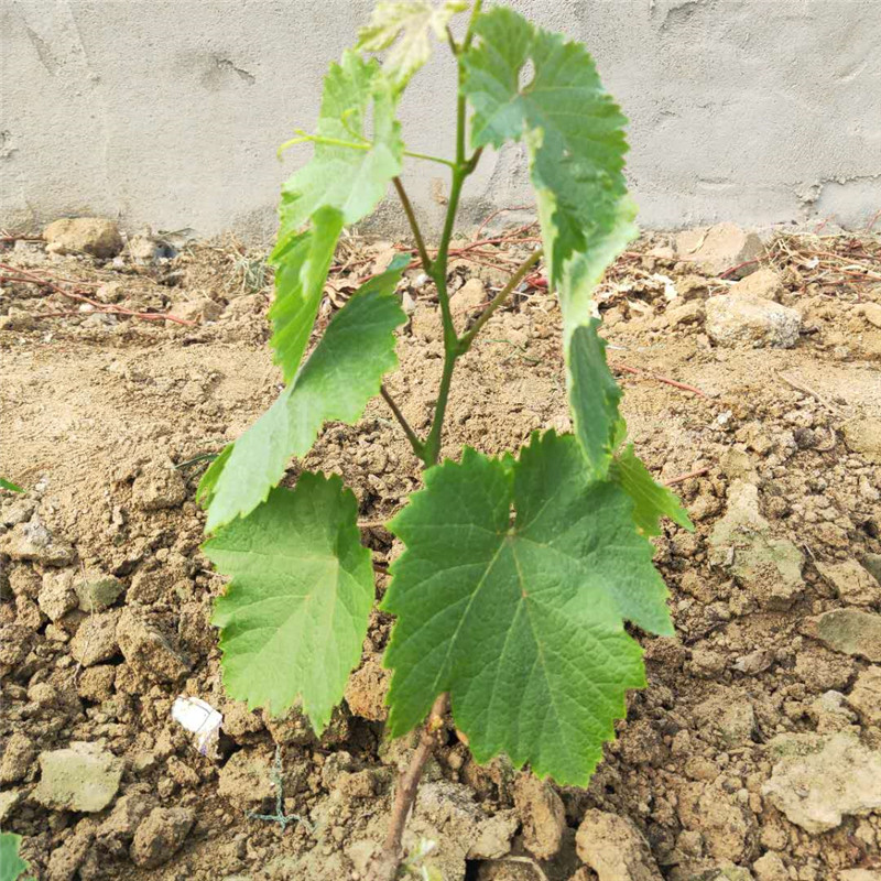 临夏夏黑葡萄树苗价格红宝石无核葡萄树苗免费提供种植技术