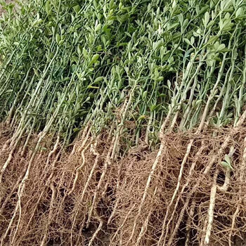 曹縣酸橙枳殼苗綠衣枳殼苗大量出售