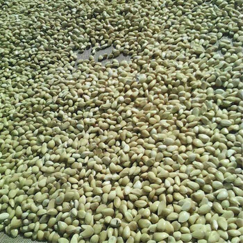 林州市0.5公分酸橙枳壳苗批发价格