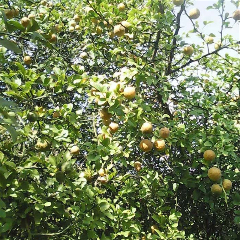 科左后旗酸橙枳壳苗基地大量出售绿衣枳壳苗大量出售