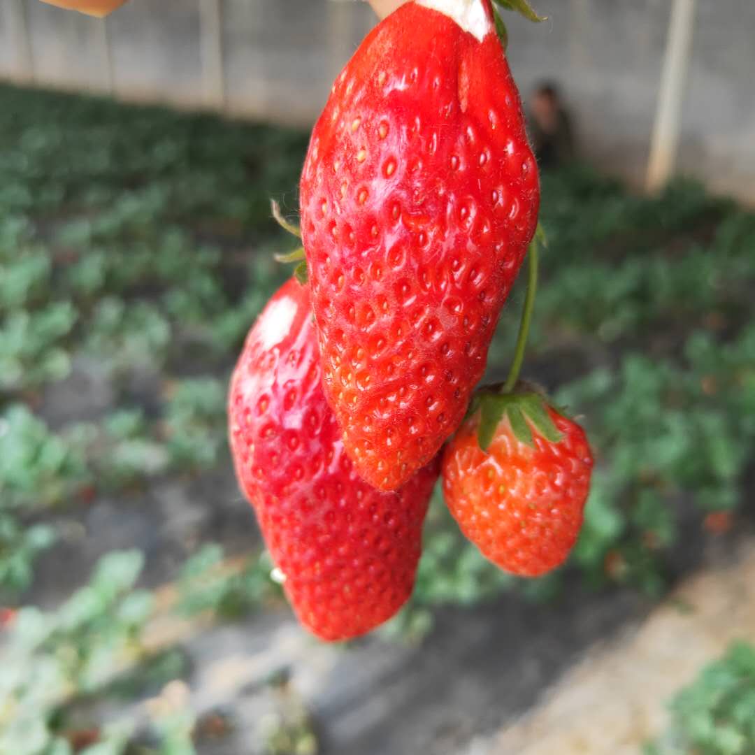 新报价：红实美草莓苗随时发货 草莓苗移栽管理