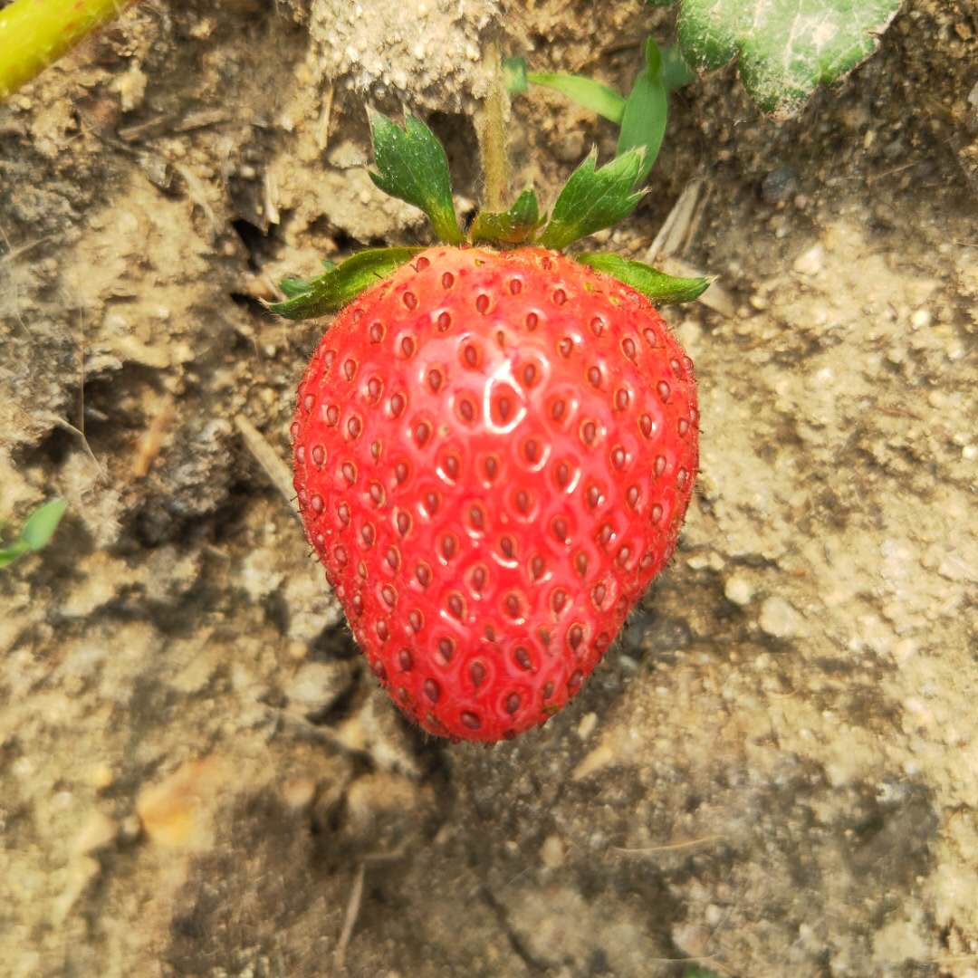 索县红实美草莓苗品种奶油草莓苗出售