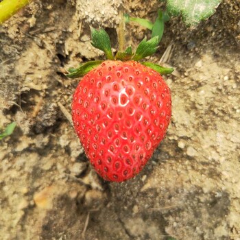 今日报价：枥乙女草莓苗供应草莓种苗基地供应