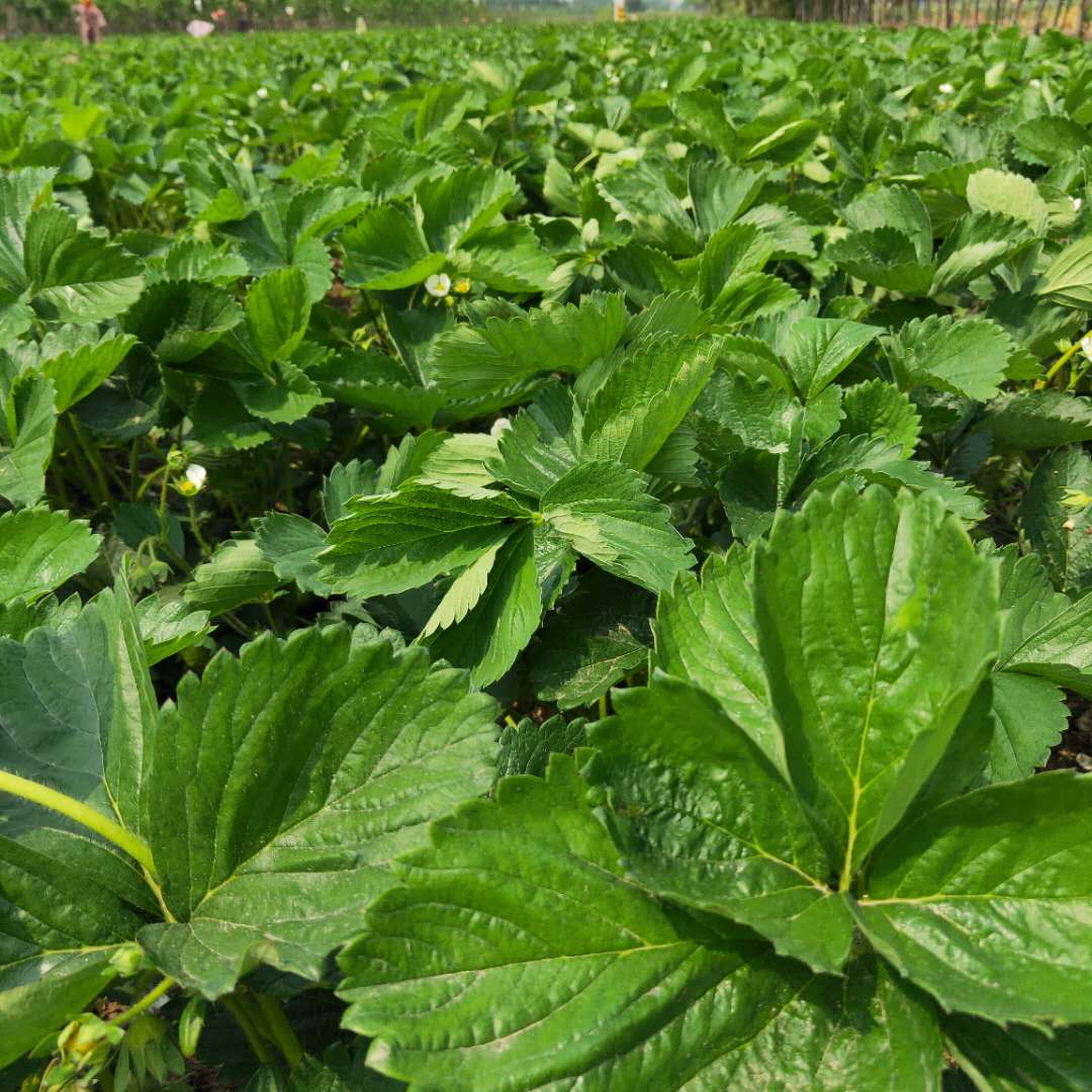 脱毒天香草莓苗介绍、鬼怒甘草莓苗根系发达