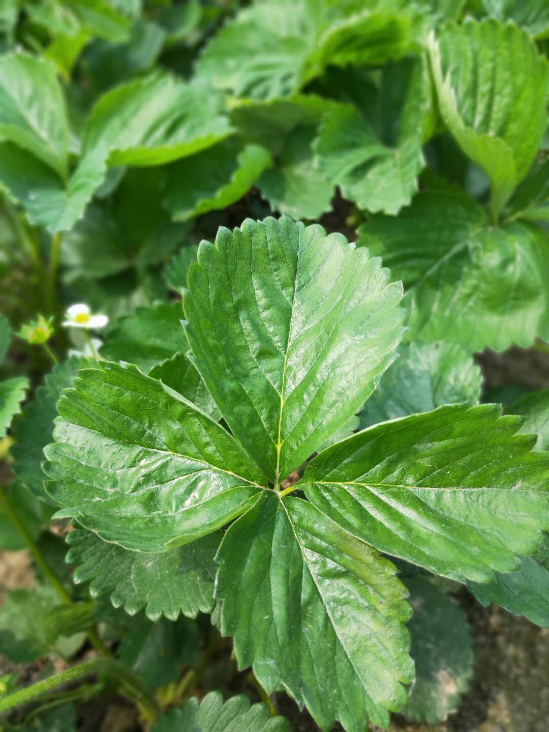 佐贺清香草莓苗白草莓苗供应商