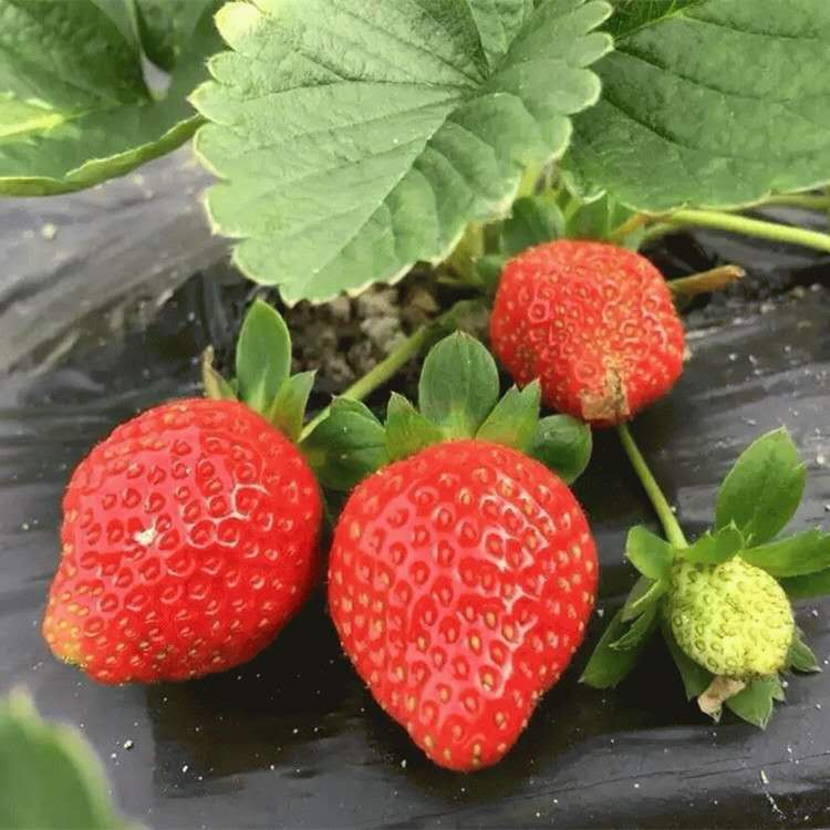 今日报价：枥乙女草莓苗供应 草莓种苗基地供应