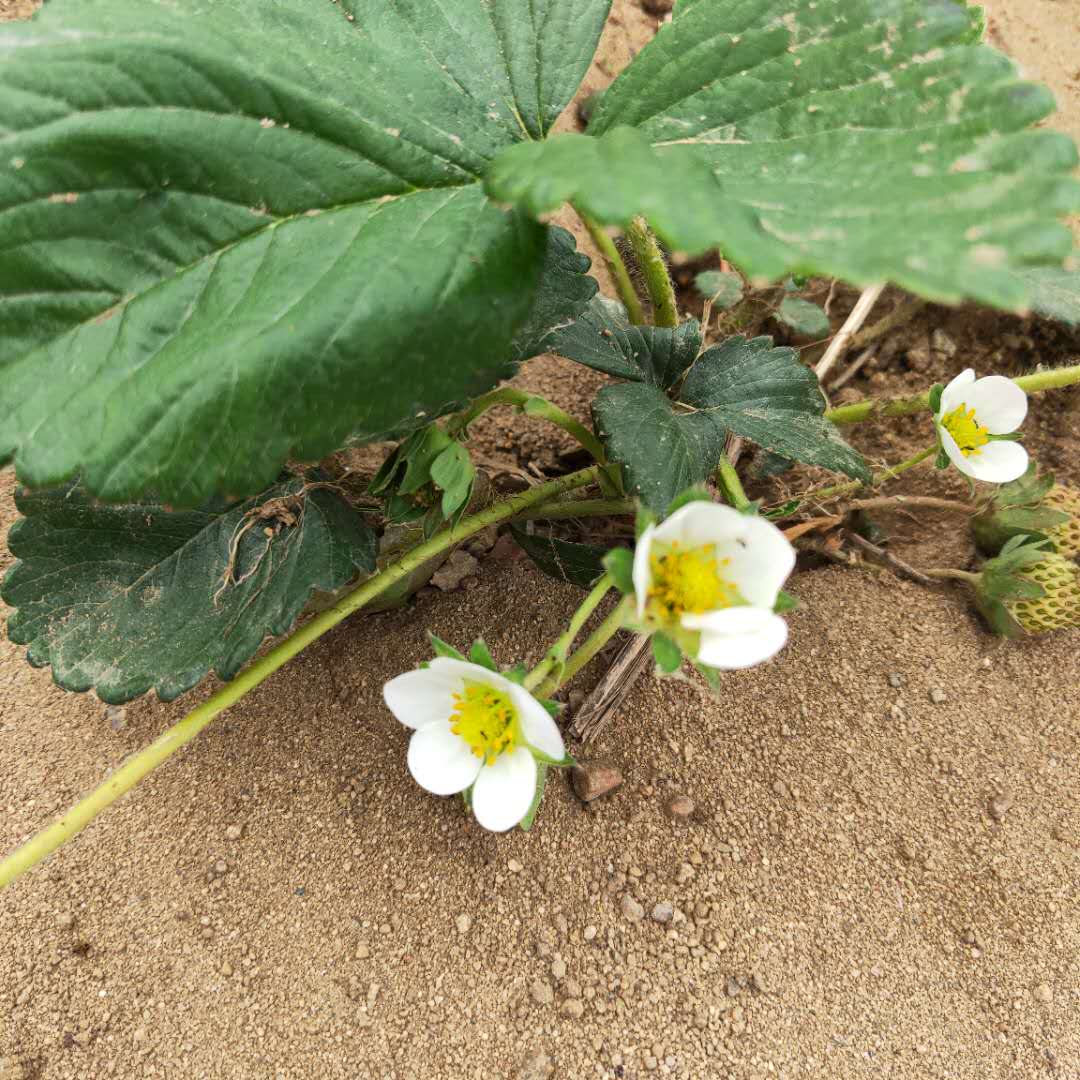 汶上女峰草莓苗货源充足佐贺清香草莓苗出售