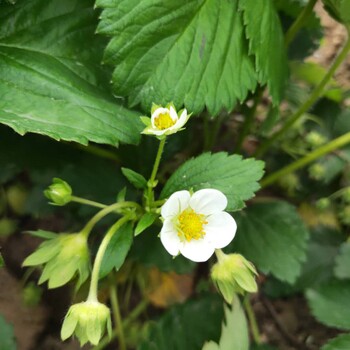 曲周菠萝莓草莓苗报价章姬草莓苗出售