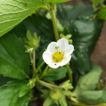 靈寶市菠蘿莓草莓苗新報價章姬草莓苗出售