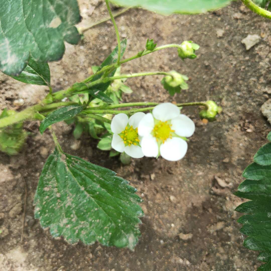 今日报价：香绯草莓苗货源充足 草莓种苗基地供应