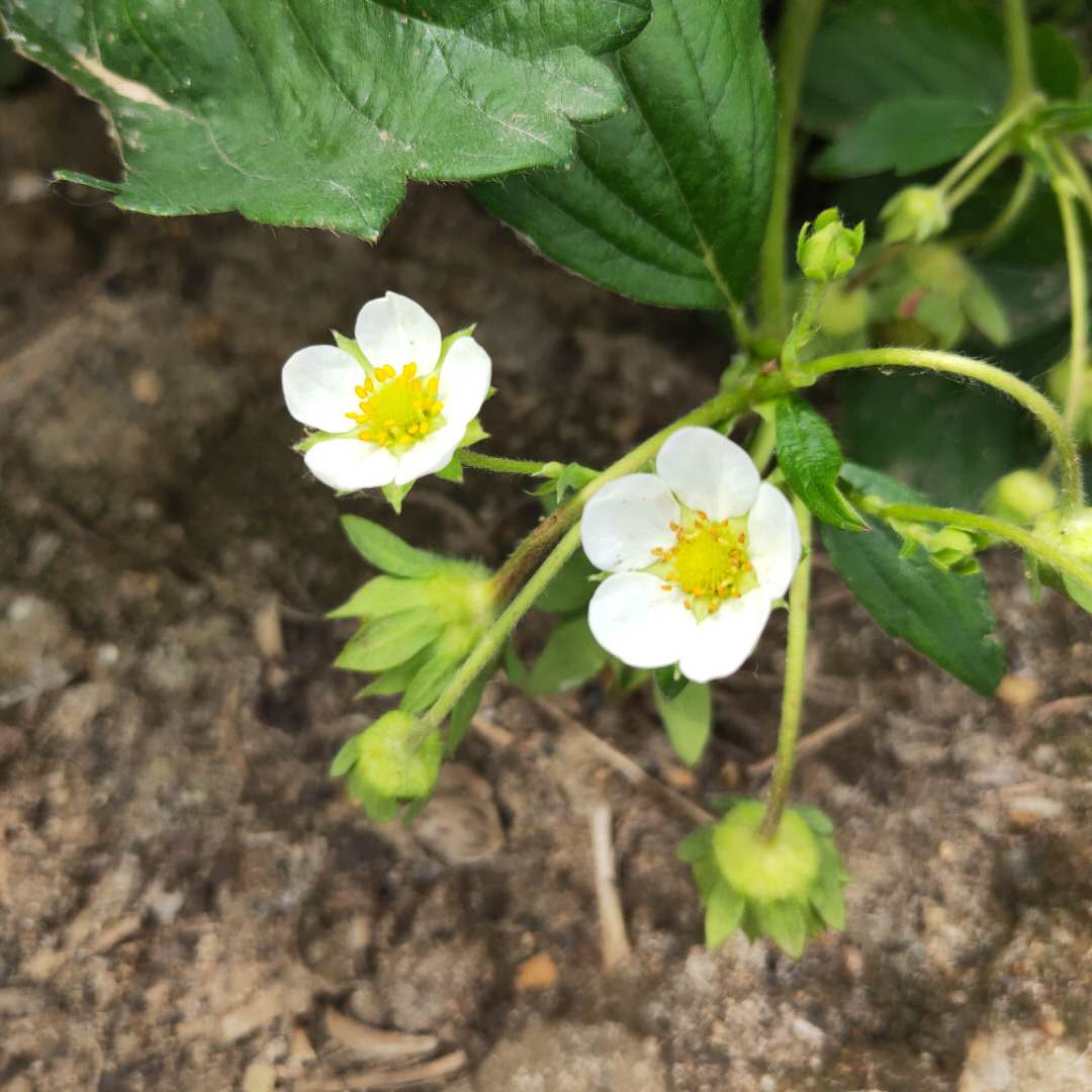 今日报价：香绯草莓苗货源充足 草莓种苗基地供应