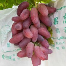 泰安鑫奥农业出售京亚葡萄树苗香妃葡萄树苗报价图片