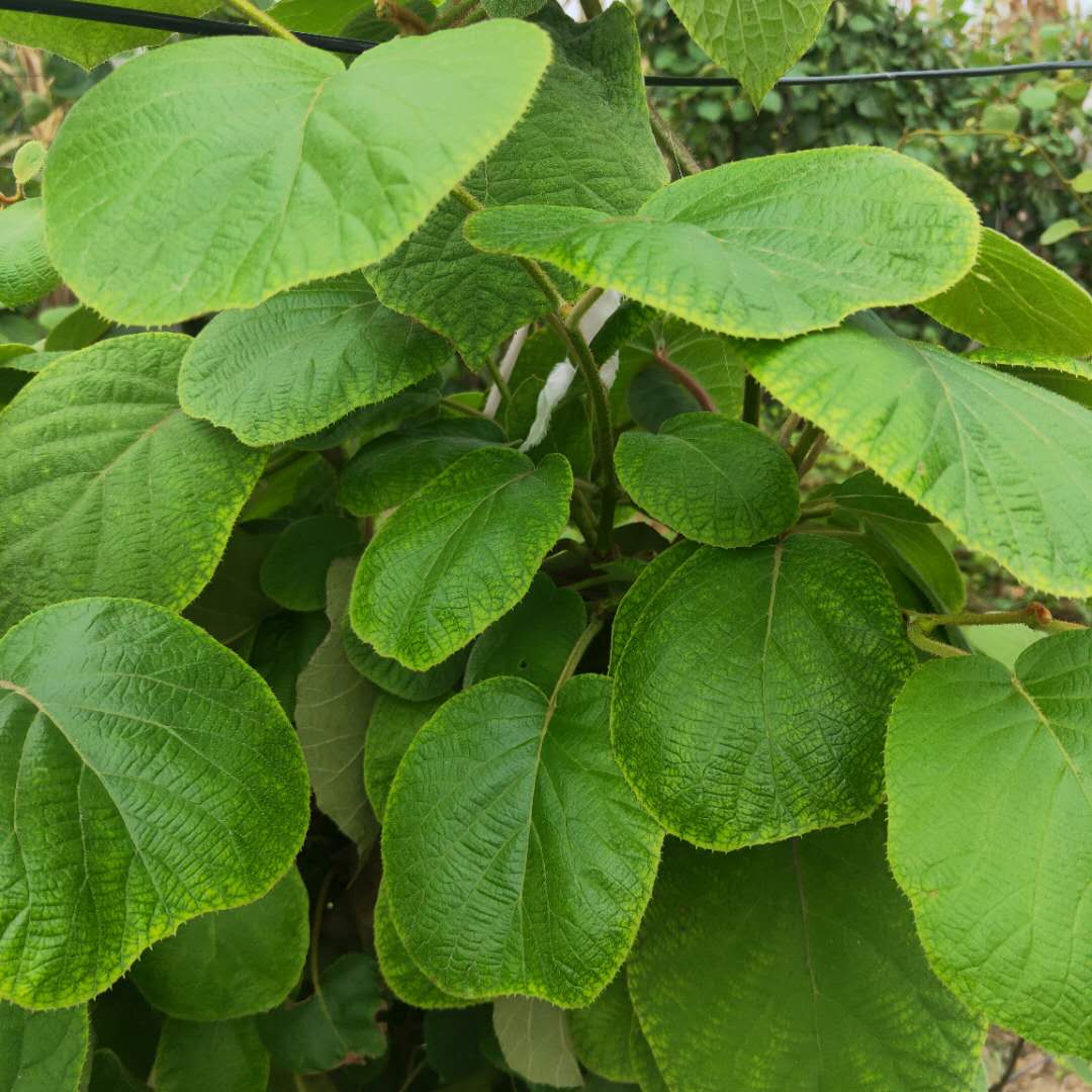 株洲雞心黃柿子樹苗剪修技術(shù)雞心黃柿子樹苗價格