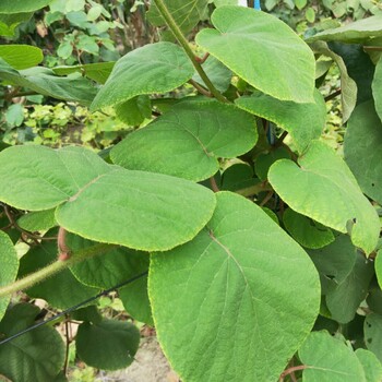 基地出售蓋柿子樹苗、四周柿子樹苗栽培技術(shù)
