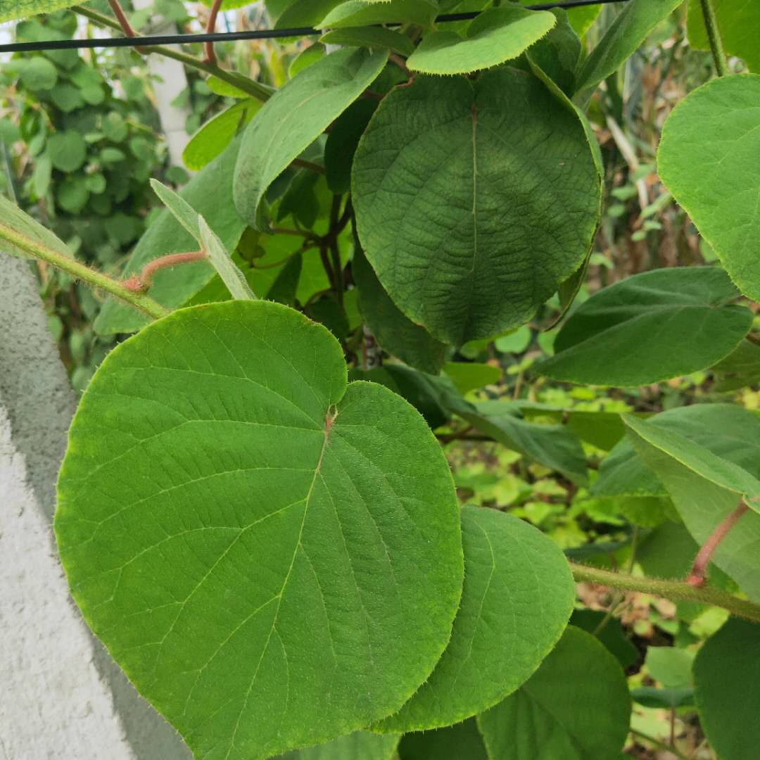 張家界甜柿子樹(shù)苗剪修介紹甜柿子樹(shù)苗價(jià)格